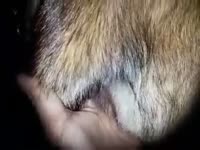 Female shepherd orgasm